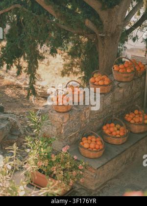 Körbe mit frisch gepflückten Orangen an Steinmauern, Rhodos, Griechenland Stockfoto