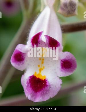 Extremer Makroaufnahmen einer Teufelskralle-Blume (Proboscidea parviflora) mit detaillierten lila Flecken und einem gelben Nektarführer Stockfoto