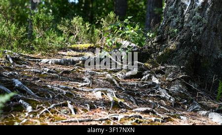 Freiliegende Baumwurzeln (Schottische Kiefer) mit einem Geflecht aus Holzmaserung in einem Wald in den schottischen Highlands Stockfoto