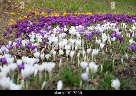 Lebendige Krokusblüten in Lila, Weiß und Gelb blühen über eine Frühlingswiese, ideal für saisonale und Naturthemen. Stockfoto