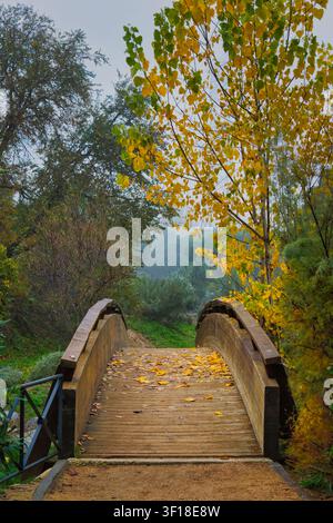 Hölzerne Fußgängerbrücke, bedeckt mit gefallenen Herbstblättern, in einem nebligen Park in Arroyomolinos, Madrid, Spanien. Stockfoto