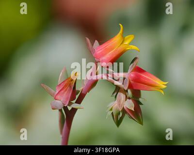 Rote und gelbe Blüten im Sommerblütenstand der zarten Sukkulente, Echeveria 'Perle von Nürnberg' Stockfoto