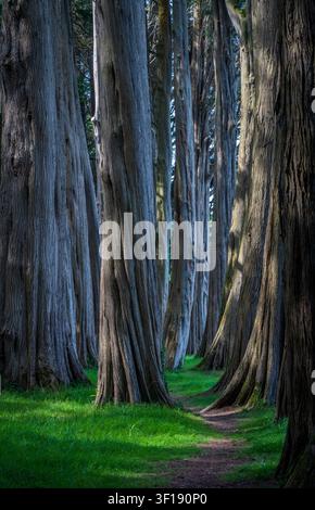 Ausgewachsene Cupressus macrocarpa oder Monterey-Zypressen ragen über einen grünen Pfad entlang der malerischen Menai-Straße auf der Insel Anglesey Stockfoto