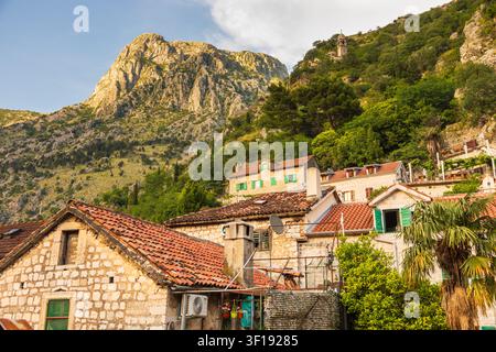 Traditionelle Steinhäuser mit roten Ziegeldächern und grünen Fensterläden, die sich in den üppigen Berghang in Kotor, Montenegro, schmiegen Stockfoto