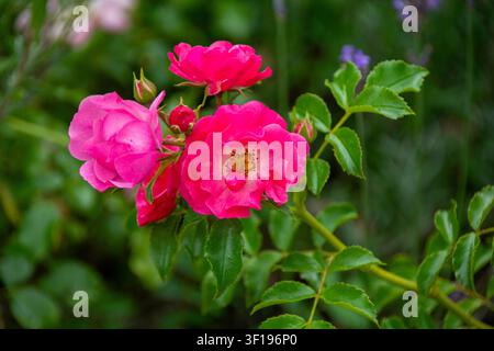 Hellrosa Rosen in einem Garten Stockfoto
