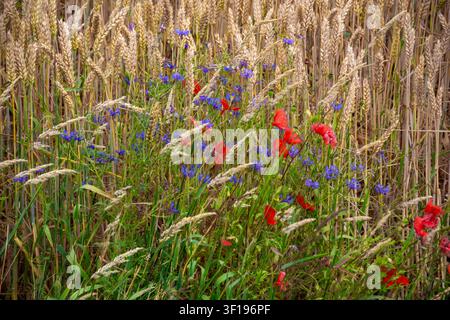 Wildblumen Mohn und Kornblumen in Weizenfeld Stockfoto