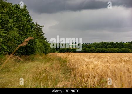 Pittoreske ländliche Landschaft mit einem goldenen Gerstenfeld neben grünen Bäumen unter einem dramatischen stürmischen Himmel Stockfoto