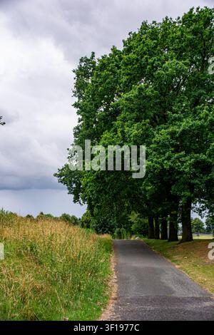 Schmale Asphaltstraße, die an einer Reihe großer grüner Eichen und einem grasbewachsenen Feld unter einem bewölkten Himmel vorbeiführt Stockfoto