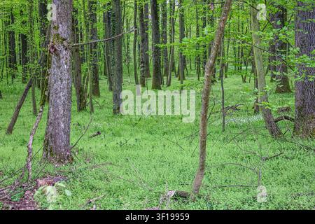 Eine ruhige grüne Frühlingswaldszene mit hohen Laubbäumen, dichtem Bodendecker und verstreuten weißen Wildblumen, die Frische, Ruhe und Natürlichkeit ausstrahlt Stockfoto