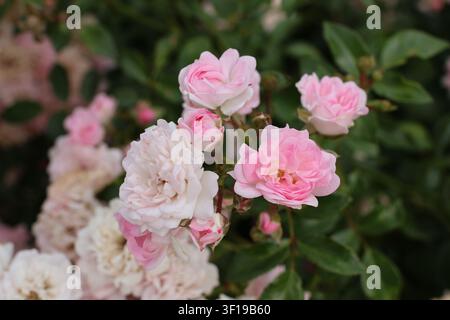 Rosa und Weiße Rosen Rosa Multiflora Stockfoto