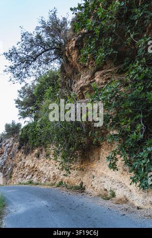Ein Feigenbaum, der an einem steilen Hang an der Straße wächst Stockfoto
