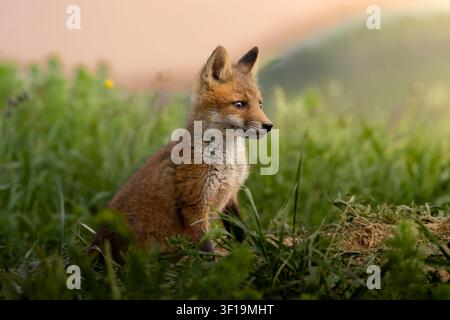 junger Rotfuchs (Vulpes vulpes) sitzt aufmerksam in einer Wiesen-Grashabitat Stockfoto
