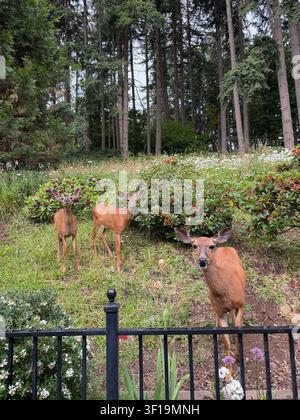 Eine Hirschkuh und zwei junge Hirsche mit kleinen flauschigen Geweihen stehen neben einem Zaun in einem Hof eines Hauses in Eugene, Oregon. Stockfoto