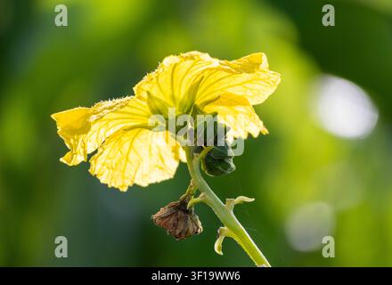 Hellgelbe Blume vor einem cremegrünen Hintergrund; die Blume leuchtet, während das Sonnenlicht dahinter scheint. Stockfoto