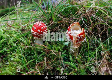 Zwei junge Fliegenpilze auf grünem moosigem Waldboden im Spessart, Deutschland Stockfoto