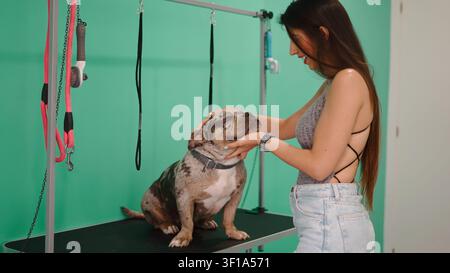 Frau streichelt einen glücklichen American Bully auf einem Pflege-Tisch Stockfoto