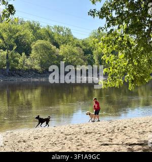 Hunde spielen im Mississippi River im Minnehaha Regional Dog Park in Minneapolis, Minnesota, USA. Stockfoto