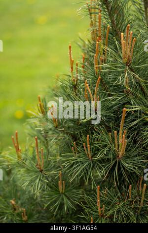 Junge Kiefernkerzen bereit zum Beschneiden im Frühlingsgarten Stockfoto