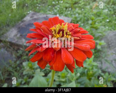 Lebendige rot-orangefarbene Zinnia-elegans-Blüte in voller Blüte, Nahaufnahme, schöner Garten-Zinnienkopf mit gelben Mittelpunkten und grünem Grashintergrund Stockfoto