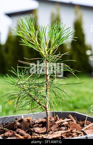 Kleiner junger Zedernbaum-Sämling, der in einem Topf mit Holzmulch in einer Gartenhinterhofumgebung wächst Stockfoto