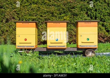 Drei farbenfrohe Holzbeuten stehen in einer Reihe auf einer grünen Wiese in einer sonnigen Gartenumgebung Stockfoto