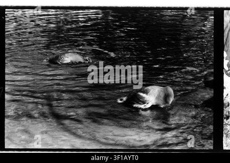 Ein monochromes Kunstfotografie-Nahaufnahme von zwei Wasservögeln, die unter der Wasseroberfläche fressen. Kreisrunde Wellen, texturierte Reflexionen und starker Tonkontrast Stockfoto