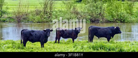 Drei dunkelfarbene Rinder stehen neben einem Fluss mit üppigem grünem Gras und stellen Natur, Landwirtschaft und Tierleben dar Stockfoto
