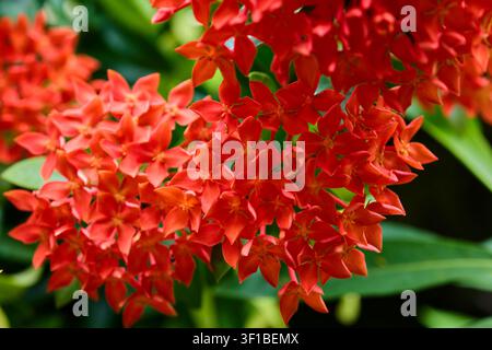 Blühende rote Ixora-Blumen im Garten Stockfoto