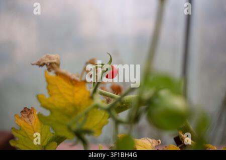 Eine detaillierte Nahaufnahme, die sich auf eine einzelne, kleine rote Tomate konzentriert, die in einem Gewächshaus zu Hause reift, und den Kontrast zwischen den Fr Stockfoto