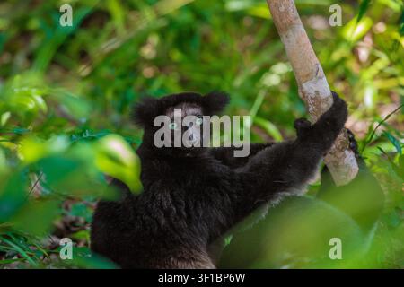 Lemur Indri indri, der größte schwarze und weiße Lemur aus Madagaskar. Hintergrundbeleuchteter Regenwaldhintergrund, Nahaufnahme. Niedliches Tier mit durchdringenden blauen Augen im selektiven Fokus. Palmarium Park Hotel Stockfoto