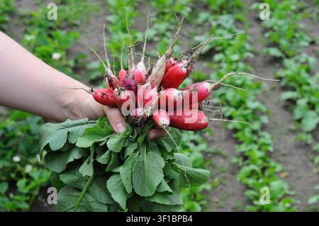 Weibliche Hand haltende Radieschenernte im Gewächshaus. Konzept von gesunder Ernährung, Bio-Gemüse. Selektiver Fokus. Stockfoto