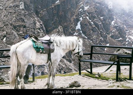 Pferde grasen friedlich vor der majestätischen Kulisse der Himalaya-Berge in Nepal, umgeben von unberührten Alpenlandschaften Stockfoto