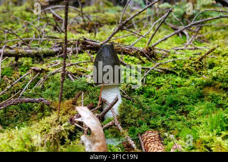 Gewöhnlicher Stinkpilz, der auf moorigem Waldboden im Spessart, Deutschland, wächst Stockfoto