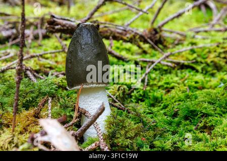 Gewöhnlicher Stinkpilz, der auf moorigem Waldboden im Spessart, Deutschland, wächst Stockfoto