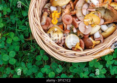 Überkopf beschnittene Ansicht eines Weidenkorbs gefüllt mit wilden essbaren Schirmlingen, Rotmilch und Pfifferlingen auf dem Waldboden Stockfoto