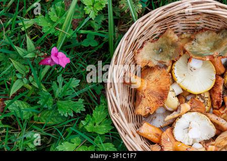 Von oben beschnittene Ansicht eines Weidenkorbs, gefüllt mit essbaren Wilden Röhrenpilzen, Safranmilchpilzen und Pfifferlingen auf dem Waldboden Stockfoto