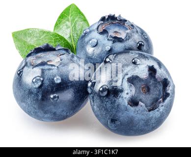 Drei reife Blaubeeren mit grünen Blaubeerblättern und Wassertropfen isoliert auf weißem Hintergrund. Superhochwertiges Stapelbild mit maximaler Schärfe Stockfoto