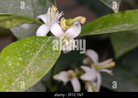 Offene Blüten und Knospen der Zitrone (Citrus × limon) mit Wassertropfen auf den Blättern, Garten, Kairo, Ägypten. Stockfoto