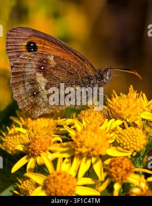 Torbewacher Pyronia tithonus füttert an Oxford-Ragwurt Senecio squalidus Stockfoto