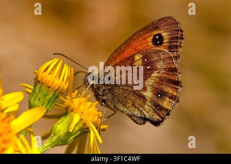 Torbewacher Pyronia tithonus füttert an Oxford-Ragwurt Senecio squalidus Stockfoto