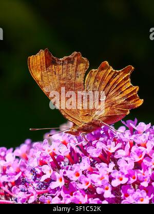 Komma Polygonia c-Album Stockfoto