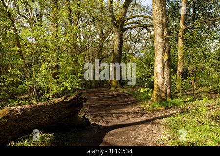 Ein Pfad windet sich durch Bäume, die in einem Frühlingswald in Chesham Woods, Bury, Greater Manchester, ihr Laub treiben, während die Sonne durch die Äste scheint Stockfoto