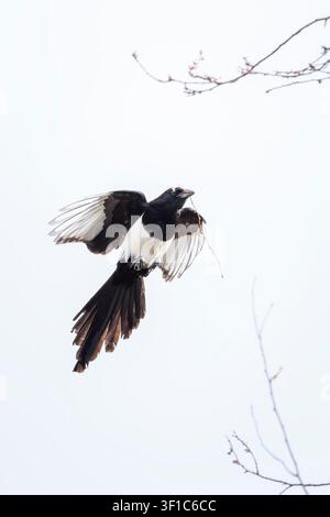 Gewöhnlicher eurasischer Elster, Pica Pica, im Flug, um ein Nest zu bauen Stockfoto