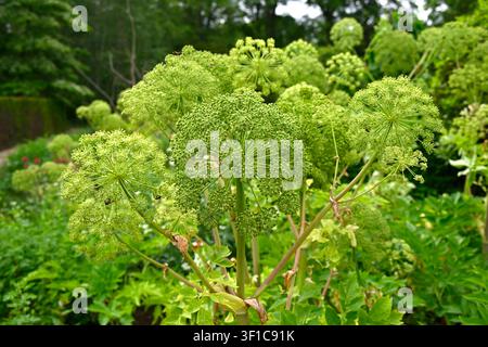 Sommerblumen der Gartenangelika, Angelica archangelica-Pflanze in einem UK-Garten Stockfoto