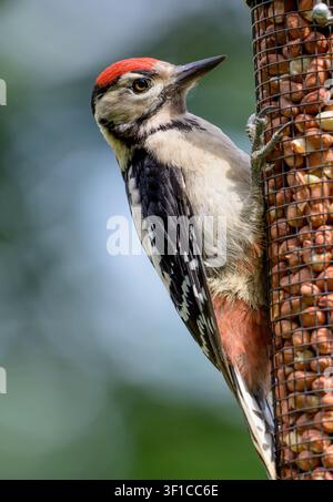 Buntspecht (Dendrocopus major) Jungvogel (mit der roten Kappe) auf einem Vogelfutterhäuschen im Garten voller Erdnüsse. Juli, Kent, UK Stockfoto