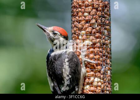 Buntspecht (Dendrocopus major) Jungvogel (mit der roten Kappe) auf einem Vogelfutterhäuschen im Garten voller Erdnüsse. Juli, Kent, UK Stockfoto