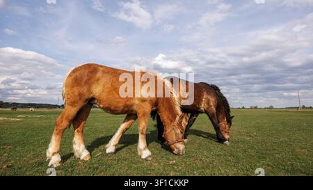 Zwei Arbeitspferde grasen auf einer grünen, weitläufigen Wiese unter einem malerischen bewölkten Himmel an einem sonnigen Tag. Die Pferde grasen. Stockfoto