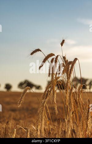 Reife Weizenähren im Nahaufnahme gegen ein goldenes Feld, Bäume und den Himmel vor Sonnenuntergang. Goldene Ähren der neuen Getreideernte. Stockfoto