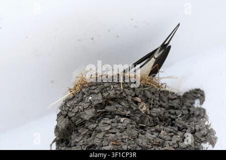 Schwalbenvogel, der in sein aus Lehm gebautes Nest unter einem weißen Dach oder einer Decke einfliegt, und dabei seinen charakteristischen gegabelten Schwanz und die weiße Unterseite zeigt, während er sein y Stockfoto