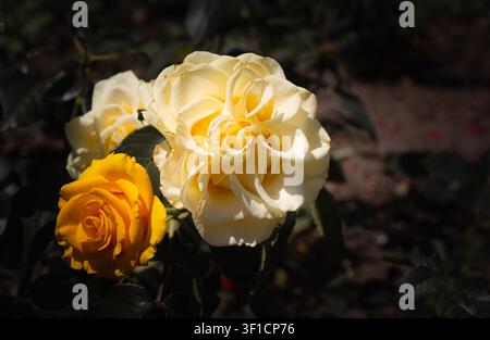 Sahneweiße und gelbe Rosen blühen in einem dunklen Garten mit dramatischem Sonnenlicht und Schatten und schaffen ein elegantes Blumen-Close-Up mit natürlicher romantischer Stimmung. Stockfoto